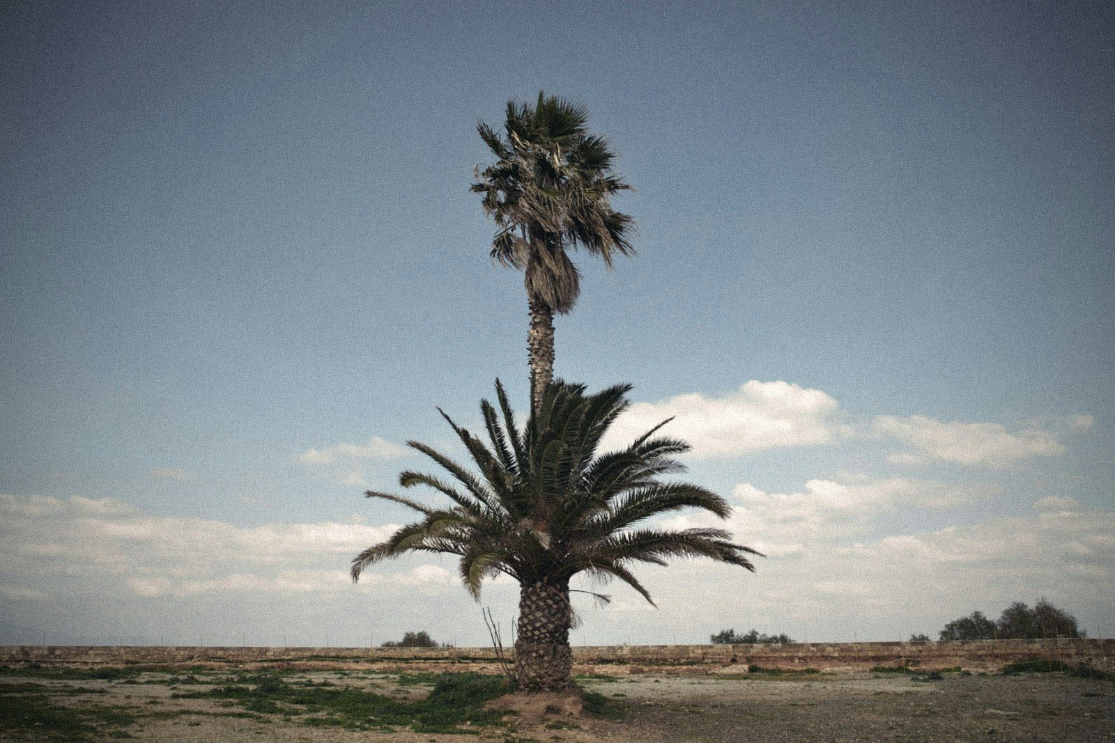 Charalampos Kydonakis – Palms of Crete